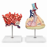 Lobule and Alveolus